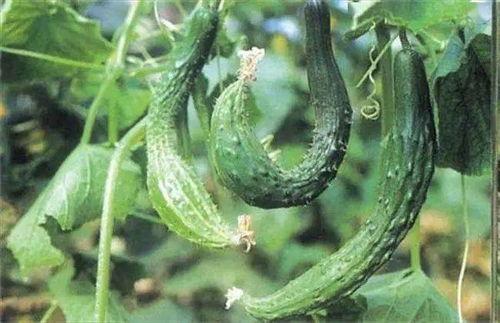 精绝在线吃瓜免费,揭秘免费吃瓜背后的精彩故事